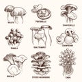 Sketch mushrooms. Autumn edible mushroom healthy food vintage engraved vector illustration