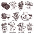 Sketch mushrooms. Hand drawn various mushroom. Morel, truffle and champignon, chanterelle and oyster, black and king Royalty Free Stock Photo