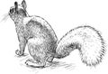 A sketch of a nimble forest squirrel