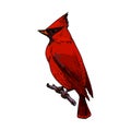 Sketch of northern cardinal or redbird vector icon Royalty Free Stock Photo