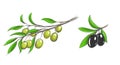 Sketch of olive tree Royalty Free Stock Photo