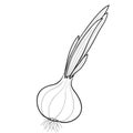 Sketch, onion head with feathers, coloring book, cartoon illustration, isolated object on white background, vector