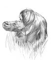 Sketch of an orang utan Royalty Free Stock Photo