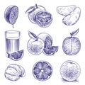 Sketch orange. Drawing engraved oranges, botanical citrus, flower and leaves. Tropical juice label packaging. Vector Royalty Free Stock Photo