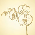 Sketch orchid, vector vintage background