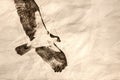 Sketch of Osprey Hunting on the Wing Royalty Free Stock Photo