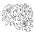 Sketch of outline February birth peony flower coloring book hand drawn vector February birth flower tattoo drawings