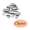 Oyster Ink Drawing