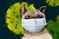 Sketch painted in watercolor: pug dog wearing protective face mask corona virus, coronavirus