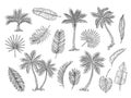 Sketch palm tree. Tropical rain forest trees and exotic palm leaves vintage hand drawing vector isolated set Royalty Free Stock Photo