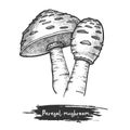 Sketch of parasol mushroom. Fungus for cooking