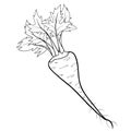 Sketch, parsnip root with twigs, coloring book, cartoon illustration, isolated object on white background, vector