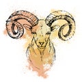 Sketch by pen of a mountain goat head on a colored background Royalty Free Stock Photo