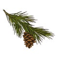 Sketch of pine or spruce branch, vector icon