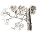 Sketch of a pine tree.Tree branch. Hand drawn sketch style illustration. Isolated on white background. Royalty Free Stock Photo