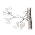 Sketch of a pine tree.Tree branch. Hand drawn sketch style illustration. Isolated on white background. Royalty Free Stock Photo