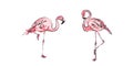 Sketch pink flamingo bird on white background