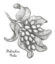 Sketch of pistachio branch