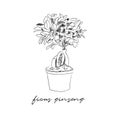 Vector pot plants illustration. potted plant hand drawn vector illustration. ficus ginseng