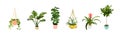 Vector pot plants illustration. succulents and cactus doodles.