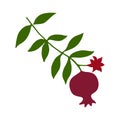 Sketch with pomegranate on branch with green leaves and flower silhouette.