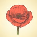 Sketch poppy, vector vintage background