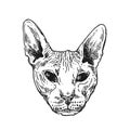 Sketch portrait of bald cat