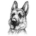 Sketch Portrait of a beautiful German Shepherd.