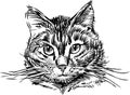 Sketch portrait of cute domestic cat Royalty Free Stock Photo