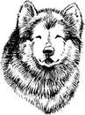 Sketch portrait of cute husky dog