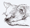 Sketch portrait of cute sleeping funny lap dog