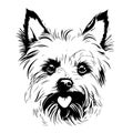 Sketch portrait of cute yorkshire terrier