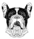 Sketch of portrait of French Bulldog (Black and white)