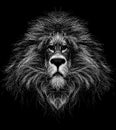 Sketch a portrait lion head with a mane