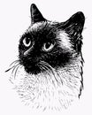 Sketch portrait of purebred domestic siamese cat