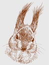 Sketch portrait of red fluffy cute forest squirrel
