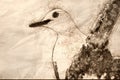 Sketch of a Profile of Curious Red-Bellied Woodpecker in the Tree Branches