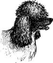 Sketch of profile head funny black and white poodle