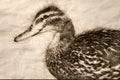 Sketch of the Profile of a Mallard Duck Royalty Free Stock Photo