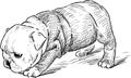 Sketch of a puppy of an english bulldog