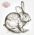 Sketch of rabbit drawn by hand. animal husbandry