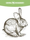 Sketch of rabbit drawn by hand. animal husbandry