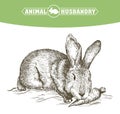 Sketch of rabbit drawn by hand. animal husbandry