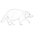 Sketch Raccoon Walking. Side View Hand Drawn Illustration