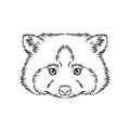 Sketch of raccoons head, portrait of forest animal black and white hand drawn vector Illustration