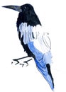 Crow with blue wings sitting on a branch