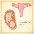Sketch reproductive system in vintage style