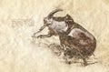 Sketch of a Rhinoceros beetle - Arthropoda. Royalty Free Stock Photo