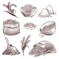 Sketch rice. Vintage hand drawn asian grains and ear. Pile of wild rice cereals, paddy sack. Agriculture engraving