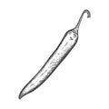 Sketch of a ripe chili pepper. Vegetable, hot pepper with a sprig drawn by hand with hatching. The drawing is isolated on a white Royalty Free Stock Photo